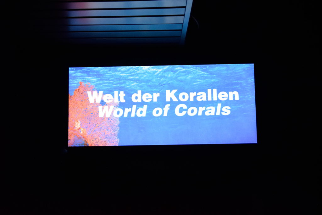 サンゴの展示