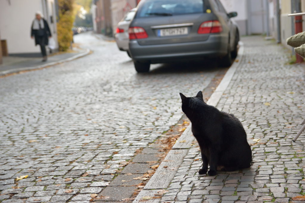 ドイツの街並みに佇む黒猫