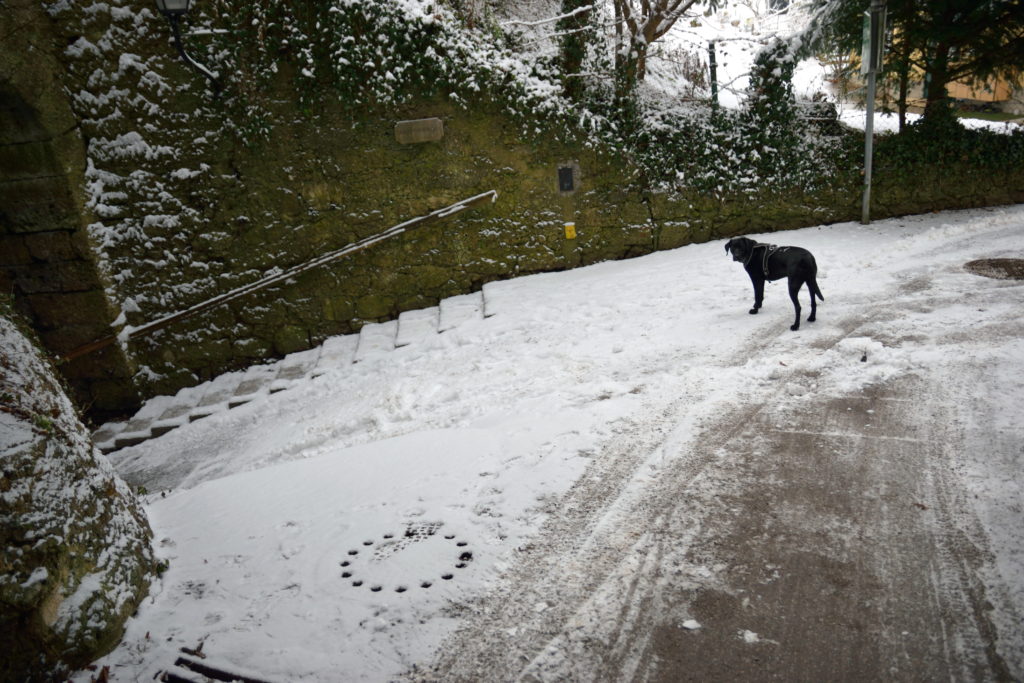 雪の中佇む黒い犬