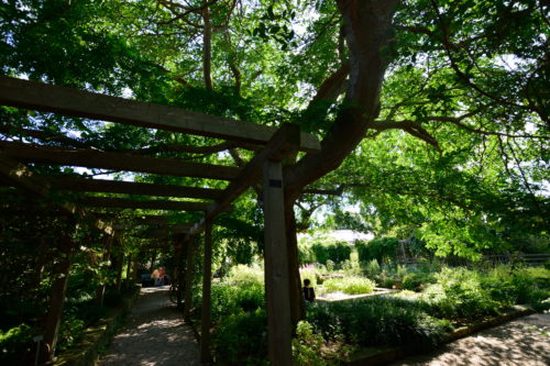 ハノーファー、ベルクガルテンの生い茂る樹木
