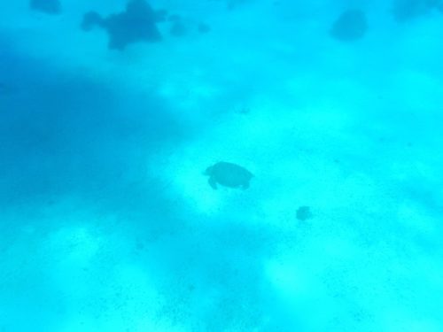 海底に佇むウミガメ