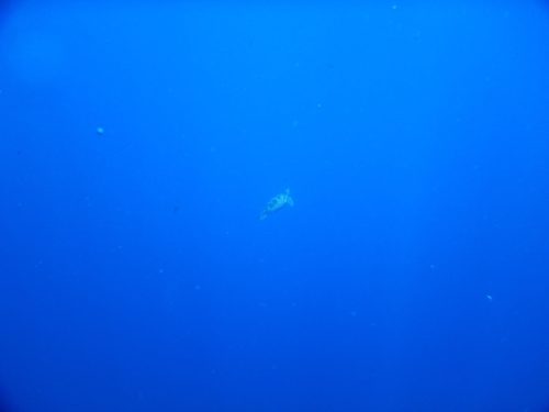 遠くに見えたウミガメ
